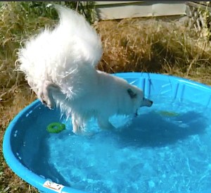 Here he is in all his heavy-fuzzed glory enjoying his kiddie (Kentie?)pool in August, when it was over 100.