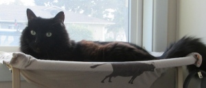 Foster hangin' in his window hammock.